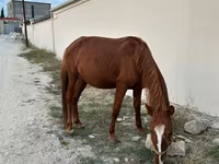 Horse (M), Karabakh horse — photo 3