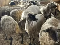 公羊, White Suffolk sheep — 照片 1