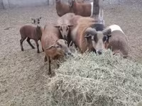 公羊, Cameroon sheep — 照片 1