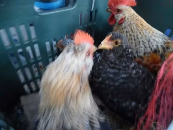 Japonský bantam