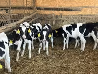 Býk, Russian Black pied cattle — foto 7