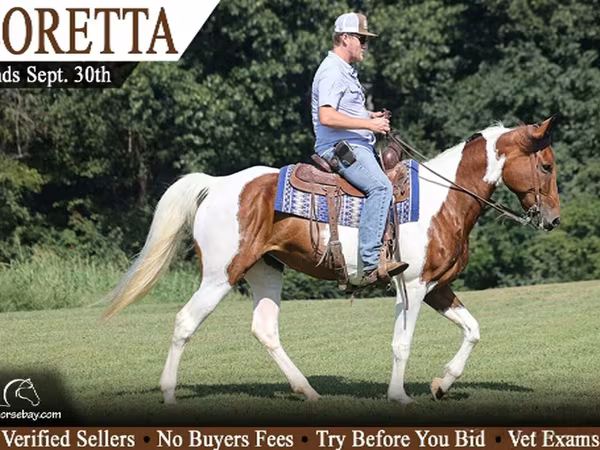Yegua, Tennessee Walking Horse