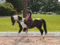 公马, Friesian — 照片 3