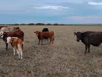 Vache, Ukrainian grey cattle — photo 2