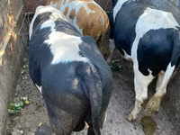 Byk, Russian Black pied cattle — zdjęcie 2