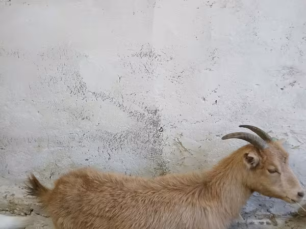 عنزة, Saanen goat