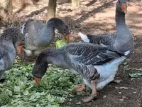 Geese — foto 8