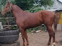 حصان, Trakehner — الصورة 3