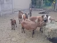 Widder, Cameroon sheep — Foto 7