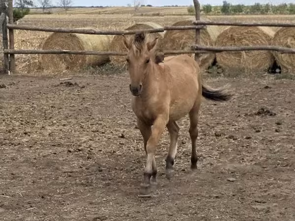 घोड़ी, Fjогd