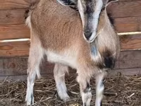 Goat, West African dwarf goats — photo 3