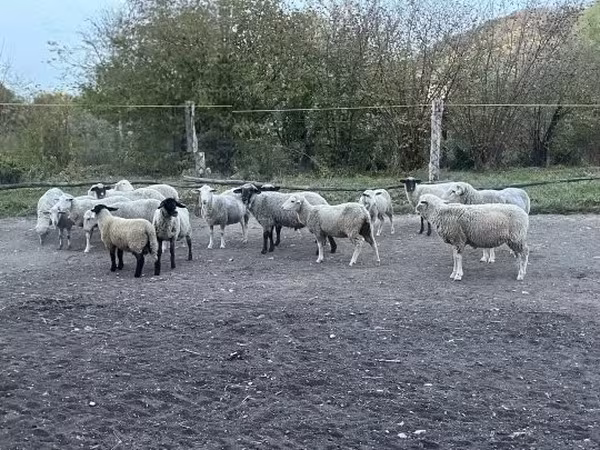 Ram, White Suffolk sheep
