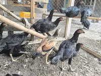 Chickens — Foto 1