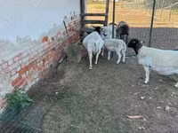 母羊, Dorper sheep — 照片 6