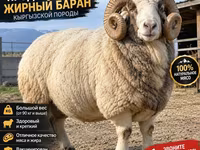 كبش, Kyrgyz Mountain merino sheep — الصورة 2