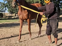 Yegua, Arabian horse — foto 4