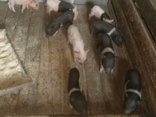 मादा सूअर, Вьетнамская вислобрюхая