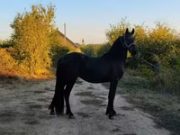 घोड़ा, Friesian — फ़ोटो 5