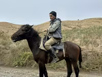 घोड़ा, Azerbaijan horse — फ़ोटो 2