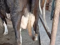 Vache, Race Alatauskaya — photo 7