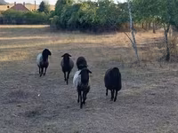 भेड़, Karakul sheep — फ़ोटो 1