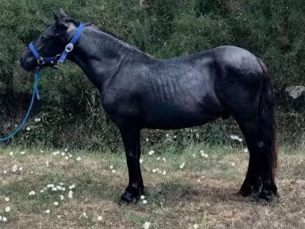 حصان, Dutch warmblood horse