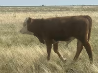 Бик, Simmental cattle — фото 2