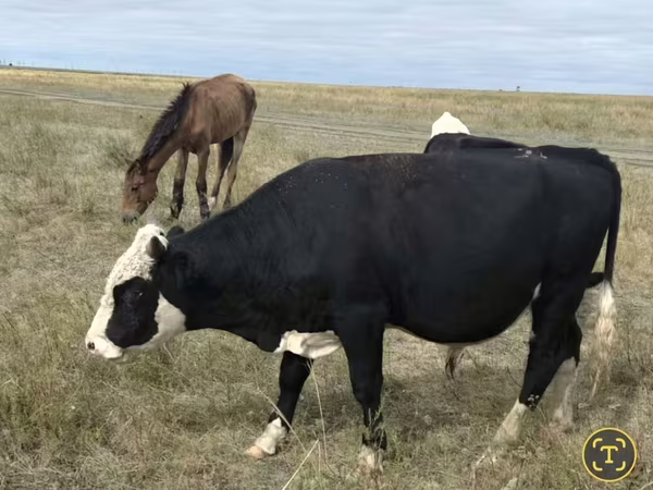 Vache, Vache rouge sans cornes