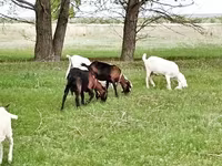 母山羊, Saanen goat — 照片 6