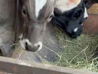 सांड, अलाताऊ नस्ल — फ़ोटो 1