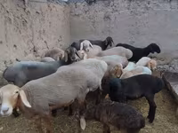 Oveja, Arashan sheep — foto 2