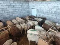 母羊, Beulah Speckled face sheep — 照片 8