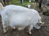 Chèvre, Megrelian goat — photo 2