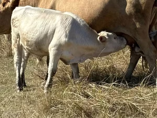 Touro, Vaca vermelha sem chifres