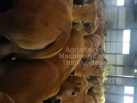 Vache, Aubrac cattle — photo 2