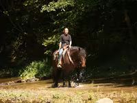Cheval, Racking Horse — photo 4