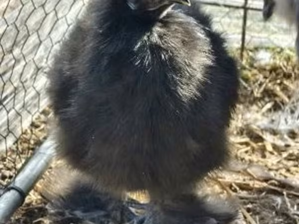 Silkie