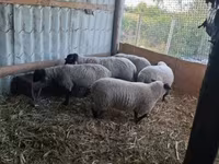 Schaf, White Suffolk sheep — Foto 1