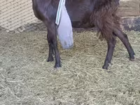 Billy Goat, LaMancha goats — photo 4