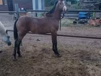 Kůň, Shagya — foto 2