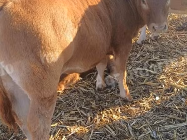 Byk, Simmental cattle