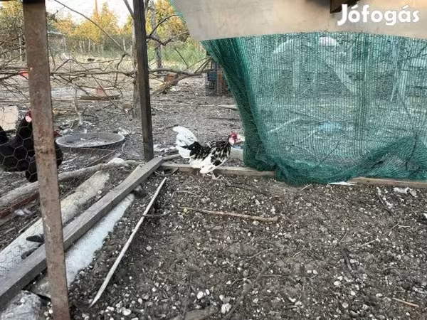 Куры