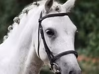 Cheval, Falabella — photo 2
