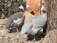 Голубая (лавандовая) — фото 3