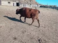 Vache, Latvian Blue cattle — photo 2