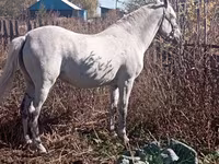 Yegua, Orlov Trotter — foto 1
