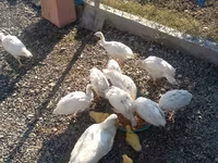 Ducks — الصورة 4