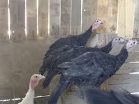 Turkeys — photo 2