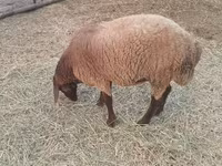 Moutons (lot, sexe non indiqué), Moutons — photo 3