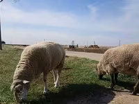 Вівця, Romanov sheep — фото 7